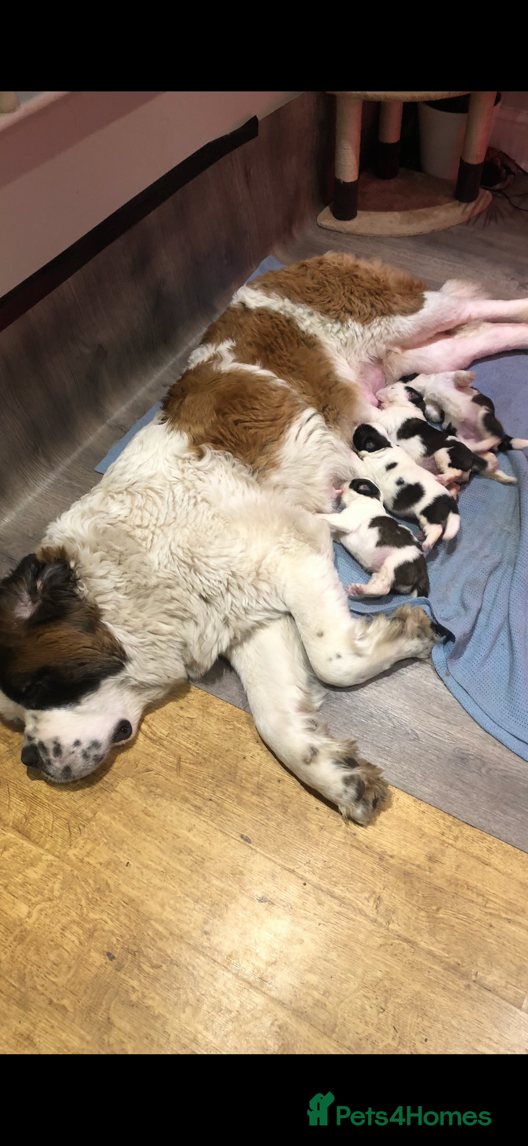 Saint Bernard dogs for sale: Last beautiful female St Bernard puppy for sale.  - Image 10