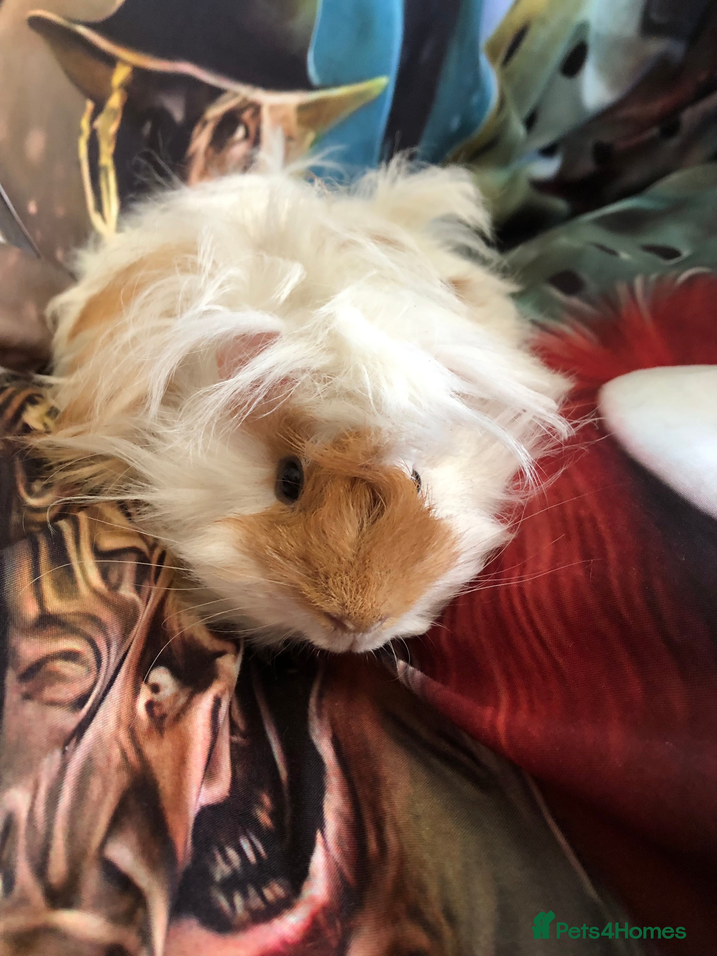 Guinea Pig rodents 3 Male Guinea Pigs - Advert 2