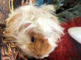 Guinea Pig rodents 3 Male Guinea Pigs - Advert 4