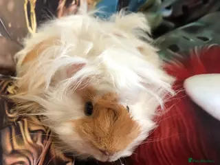 Guinea Pig rodents 3 Male Guinea Pigs RESERVED - Advert 8