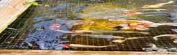 Koi Carp fish for sale: Mixed koi 5”-12” - Advert 6