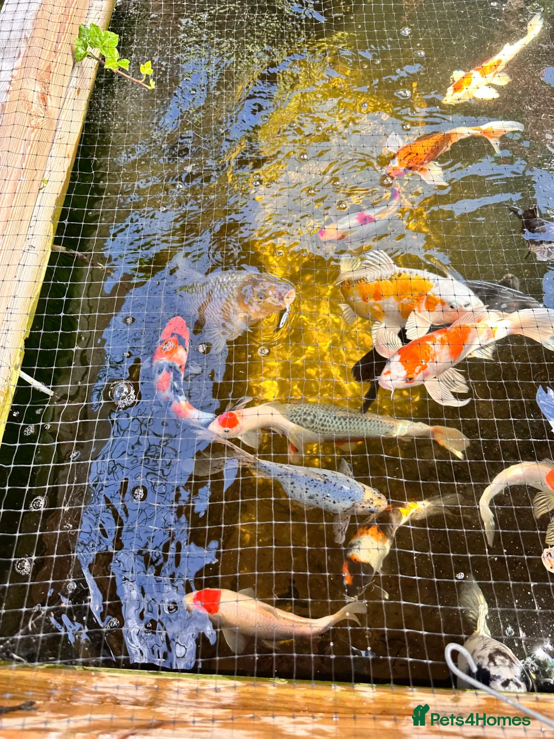 Koi Carp fish for sale: Mixed koi 5”-12” - Advert 6