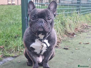 French Bulldog dogs StUd Frenchie - Advert 1