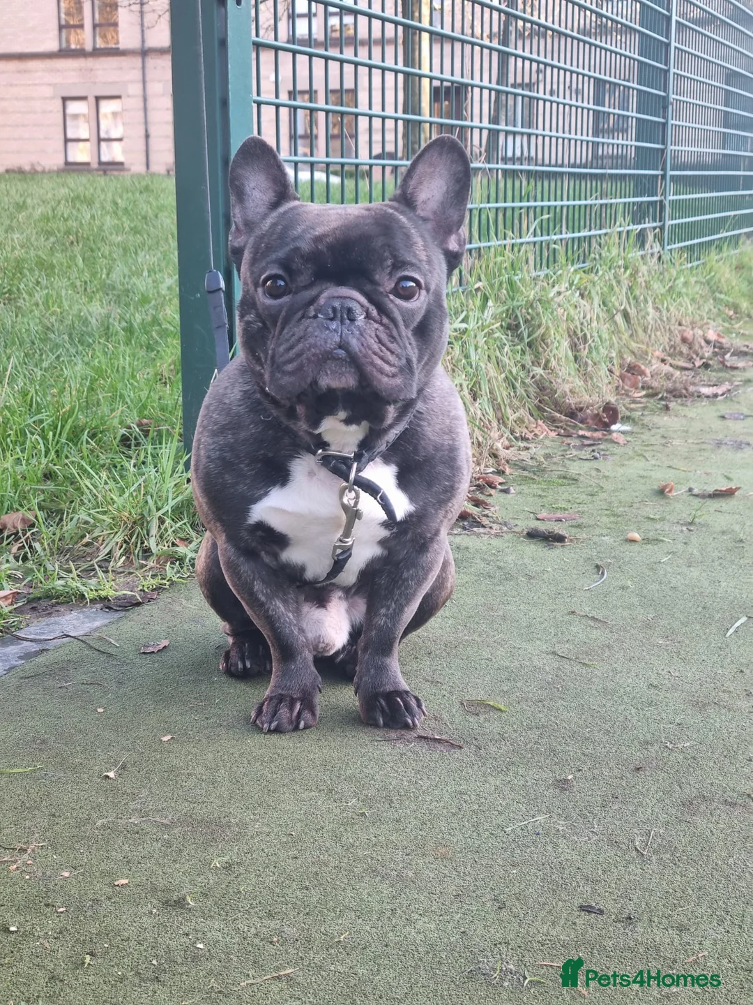 French Bulldog dogs for stud: StUd Frenchie - Advert 1