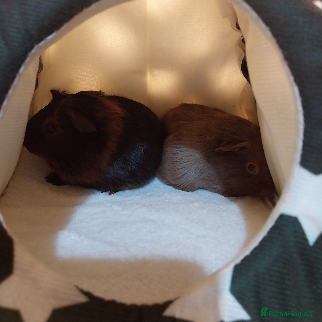 Guinea Pig rodents for sale: (RESERVED) Baby Guinea Pigs - Image 3