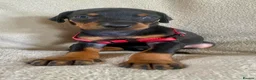 Dobermann dogs for sale: Health tested European puppies  - Advert 15