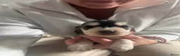 Cocker Spaniel dogs for sale: cocker spaniel puppies  - Advert 23