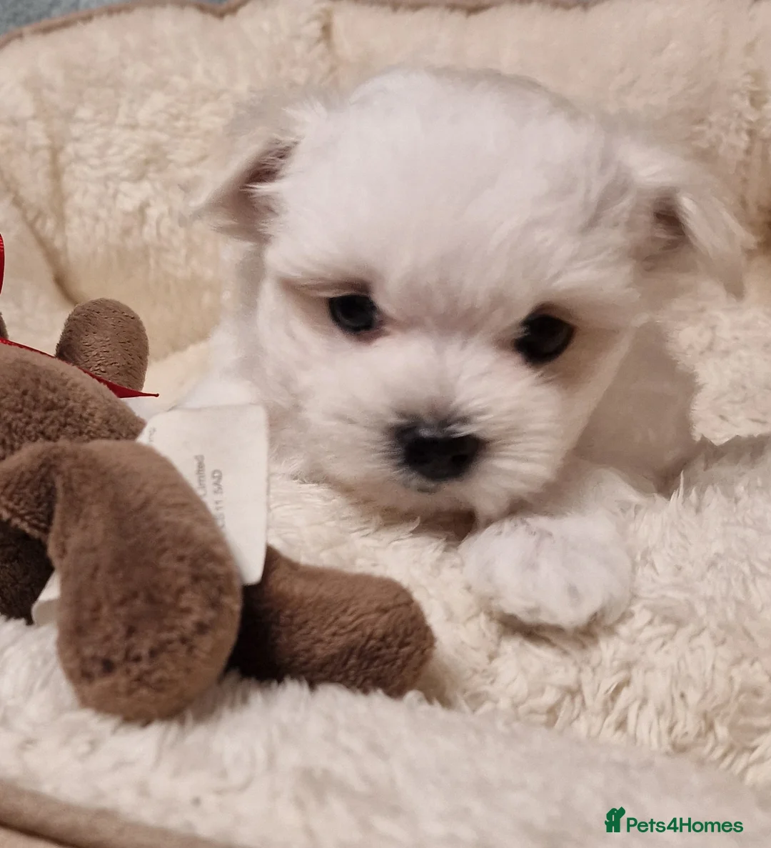 Maltese dogs for sale: Korean Maltese puppies for adoption - Advert 14