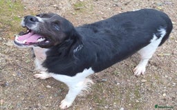 Brittany Spaniel dogs for adoption: Adorable, affectionate Clara-Camberley, Surrey  - Image 5