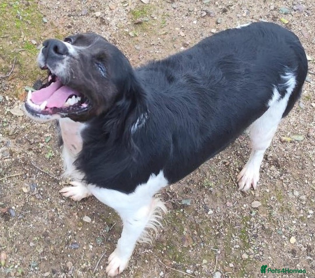 Brittany Spaniel dogs for adoption: Adorable, affectionate Clara-Camberley, Surrey  - Image 5