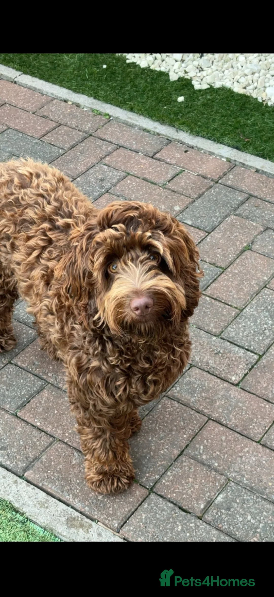 Cockapoo dogs for sale: Cockapoo puppies  - Advert 1