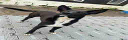 Mixed Breed dogs for adoption: Buddy - Advert 3