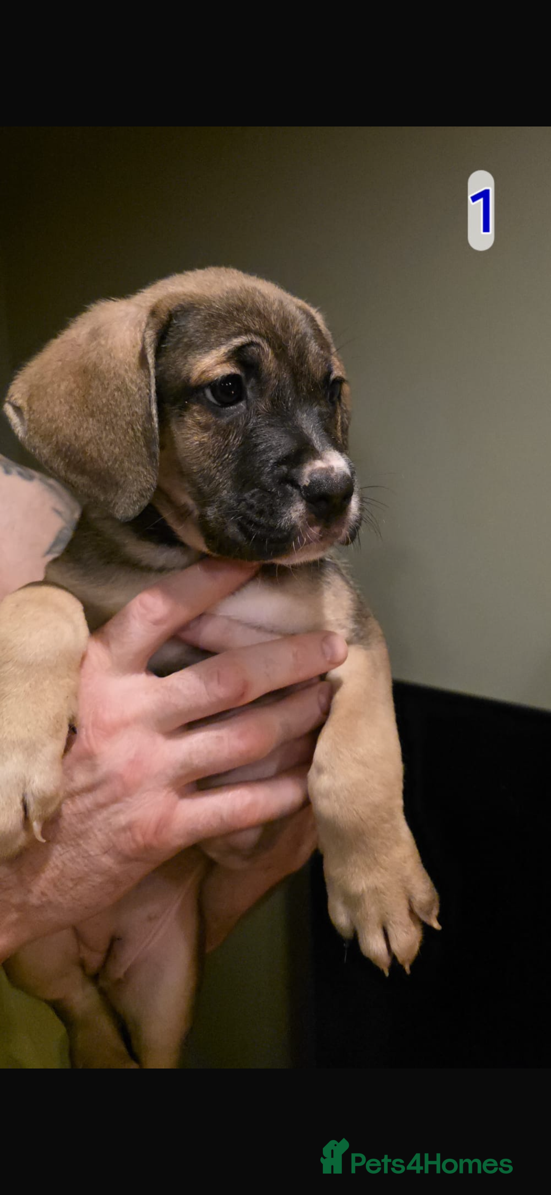 Mixed Breed dogs for sale: Cane corso X mastiff X - Advert 3