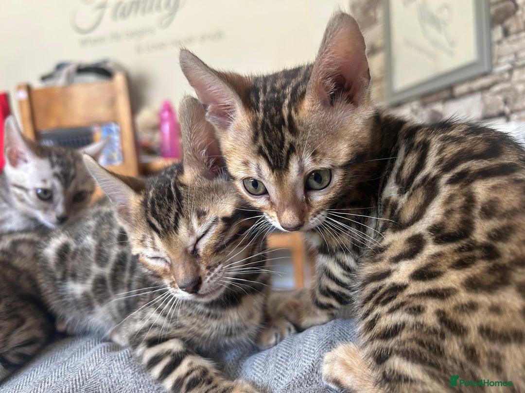 Bengal cats for sale: 5 Stunning Bengal girls ready for their new homes - Image 16