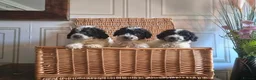 Saint Berdoodle dogs for sale: Miniature F1b Saint Bernadoodles  - Advert 8