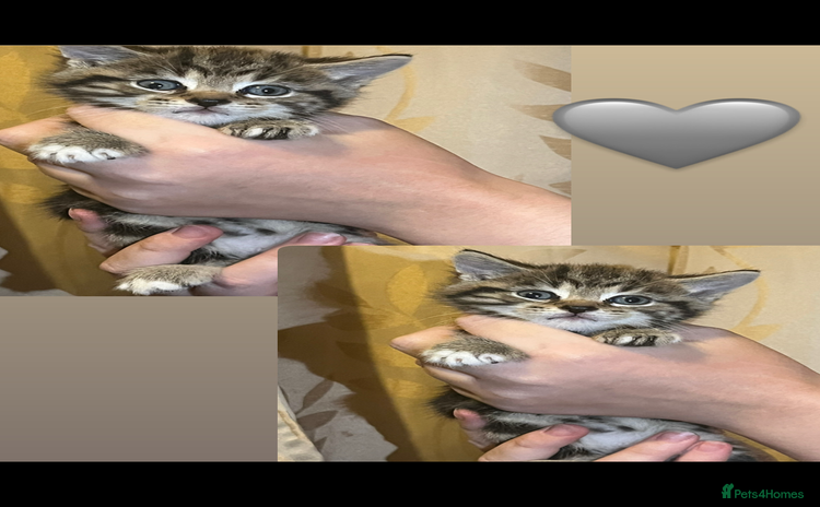 Mixed Breed cats - Advert 1