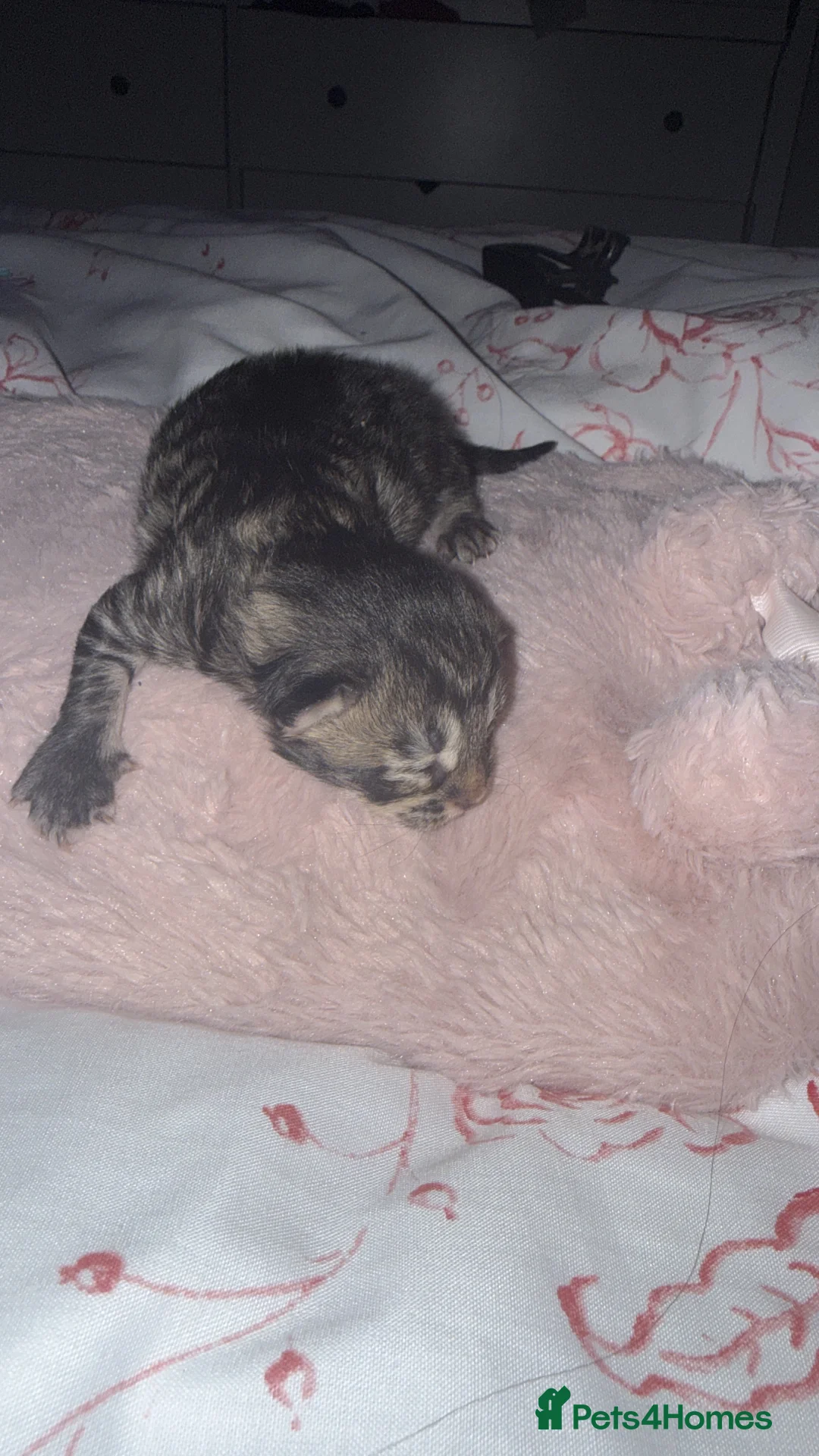 Maine Coon cats for sale: Maine coon mixed breed  - Advert 6