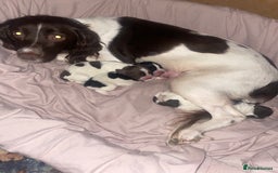 Sprocker dogs for sale: Gorgeous Sprocker Spaniel Puppies 🐶 - Image 2