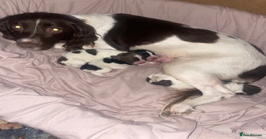 Sprocker dogs - Advert 3