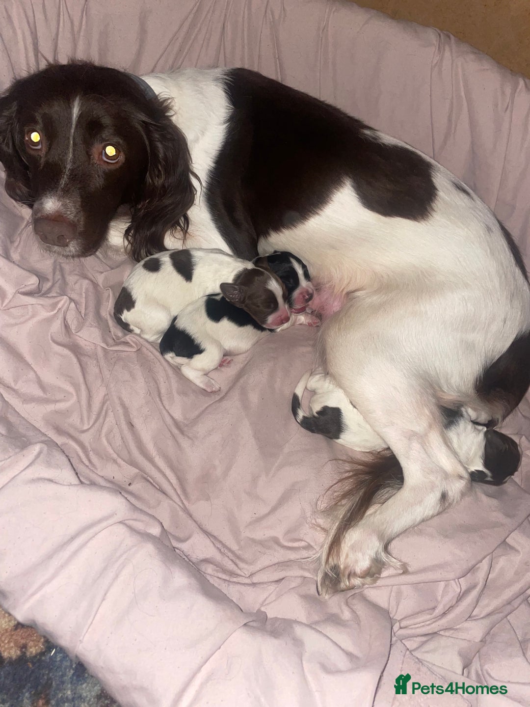 Sprocker dogs for sale: Gorgeous Sprocker Spaniel Puppies 🐶 - Image 2