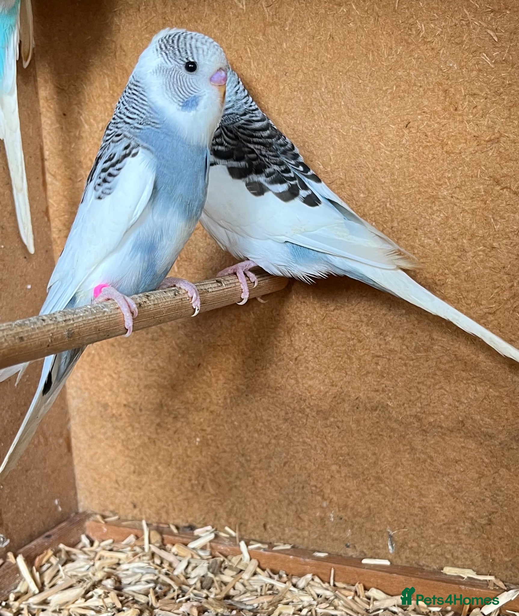 Budgerigars birds Young budgies - Advert 19