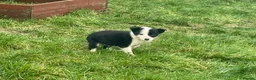 Border Collie dogs for sale: Beautiful litter of collie pups - Advert 4