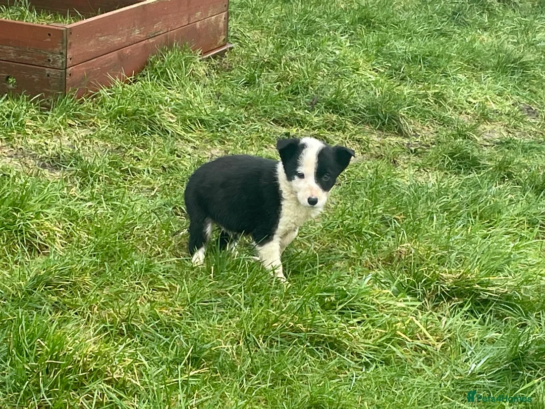 Border Collie dogs for sale: Beautiful litter of collie pups - Advert 4