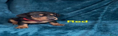 Miniature Dachshund 6
