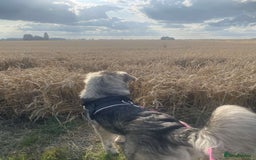 Caucasian Shepherd Dog dogs for sale: Caucasian shepard bitch for sale - Image 3