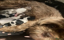 Shihpoo dogs for sale: The wait is over toy shihpoo puppies  - Image 4