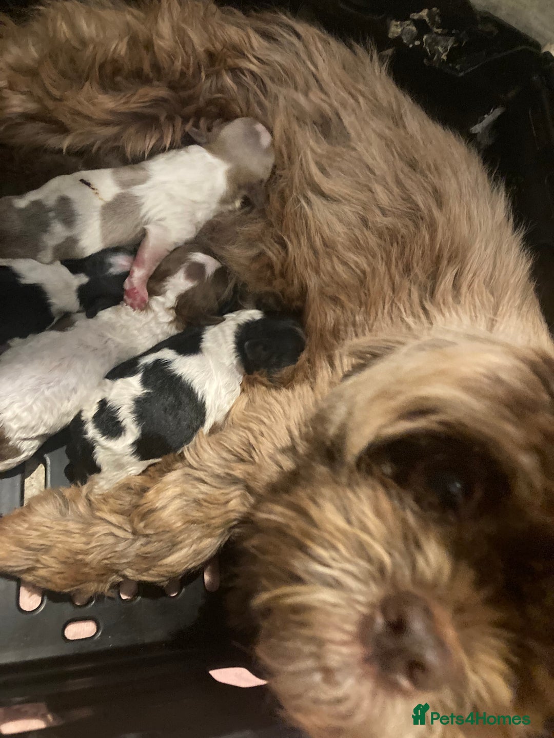 Shihpoo dogs for sale: The wait is over toy shihpoo puppies  - Image 4