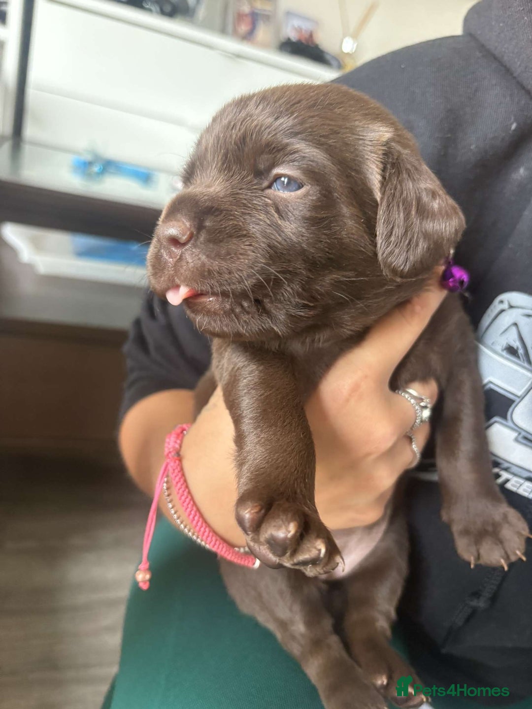 Mixed Breed dogs for sale: Adorable Lab/Spaniel/Collie Mix Puppies for Sale - Image 17