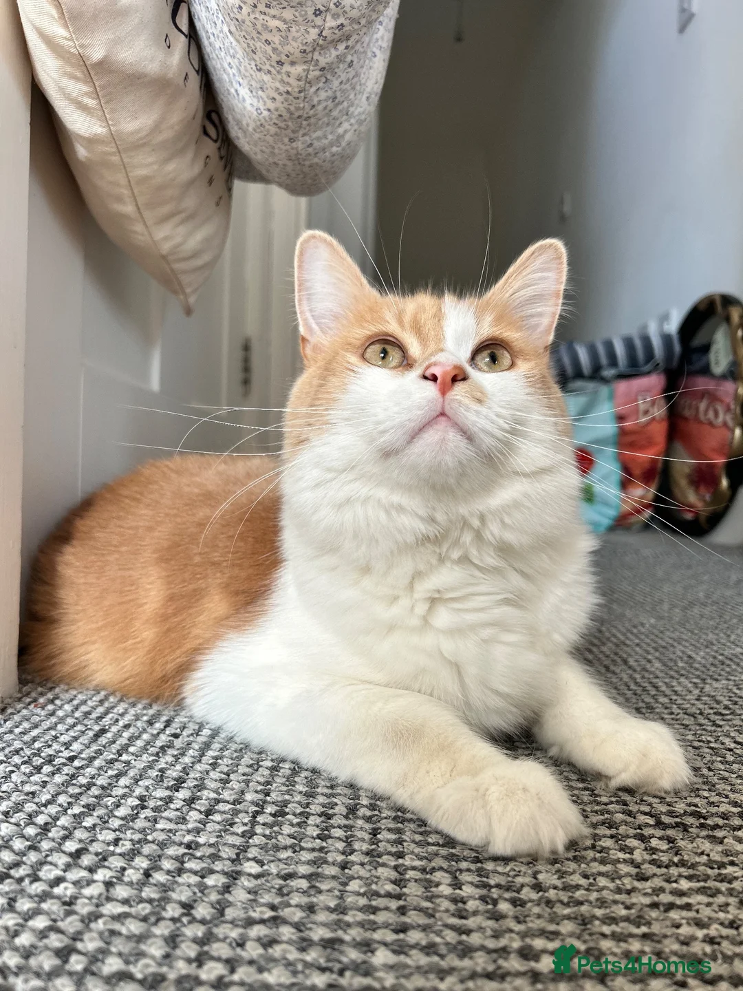 Ragdoll cats for sale: 9-Month-Old Ragdoll x Persian Loving Home Wanted in Colchester - Advert 2
