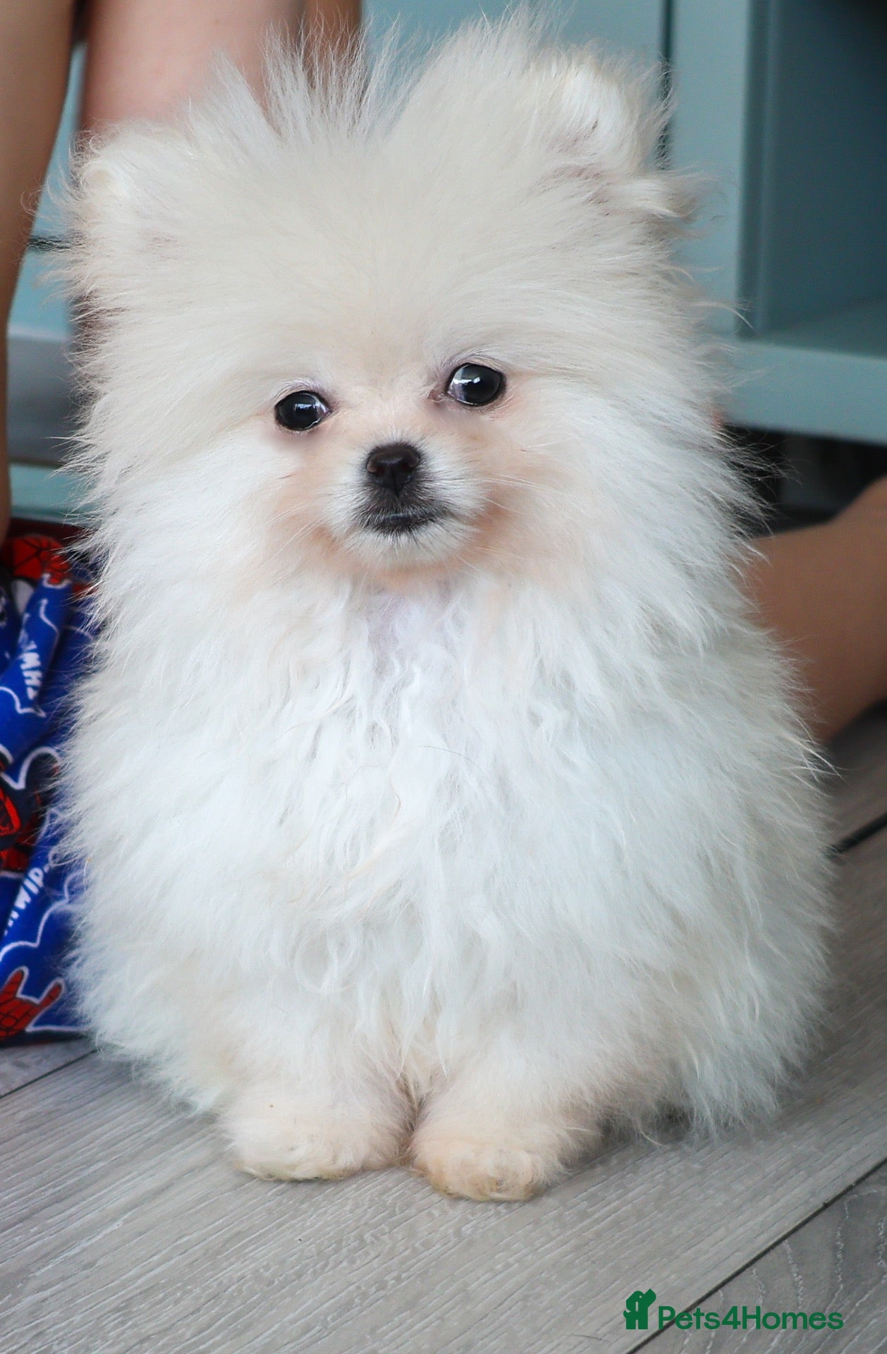 Pomeranian dogs Teddy bear Pomeranian puppies available - Advert 17