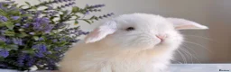 Mini Lop rabbits for sale: Ready now 2 stunning Minilop babies  in Nuneaton - Advert 12