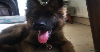 German Shepherd dogs in Scunthorpe - Advert 13