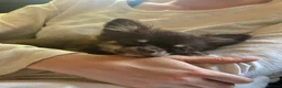 Chihuahua dogs for sale: Long Hair Chocolate Chihuahua Male in London - Advert 7