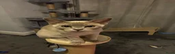 Burmese cats for sale: Burmese male kitten  in Newcastle upon Tyne - Advert 2