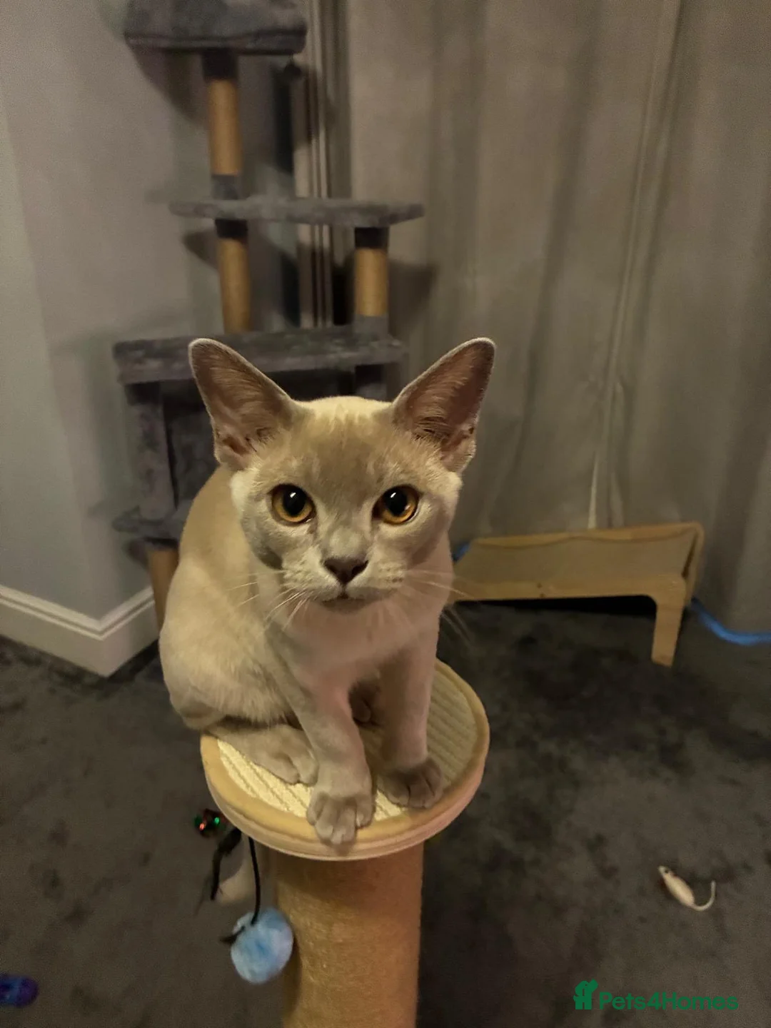 Burmese cats for sale: Burmese male kitten  in Newcastle upon Tyne - Advert 2