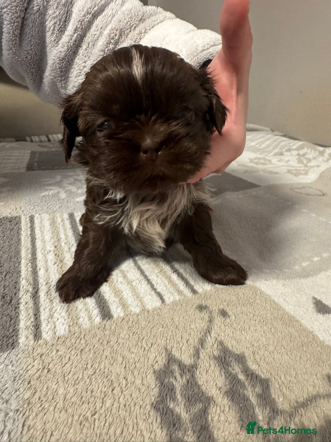 Shih Tzu dogs for sale: Tri-Colour KC Imperial Shih Tzu Puppies - Advert 22