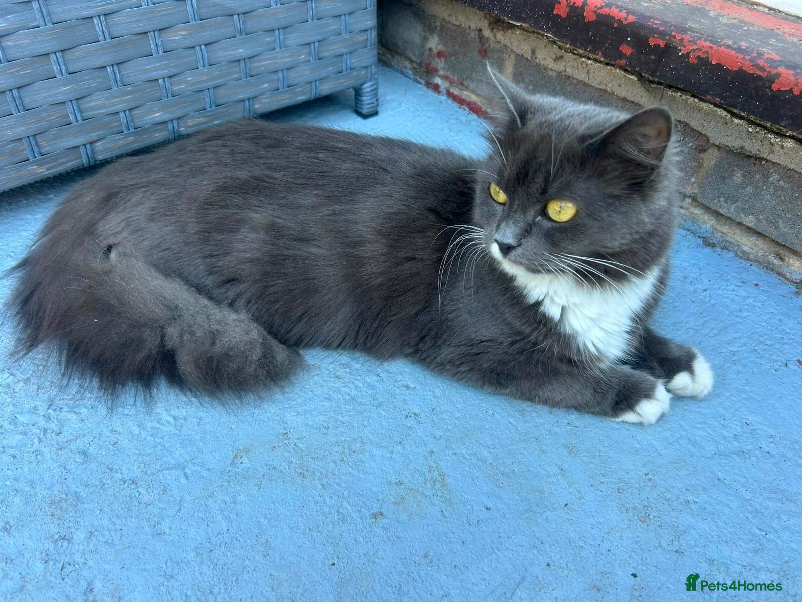 Mixed Breed cats Kittens of Maine Coon and Chartreux crosses - Advert 1