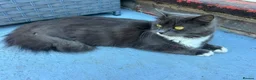 Mixed Breed cats for sale: Kittens of Maine Coon and Chartreux crosses in Portsmouth - Advert 1