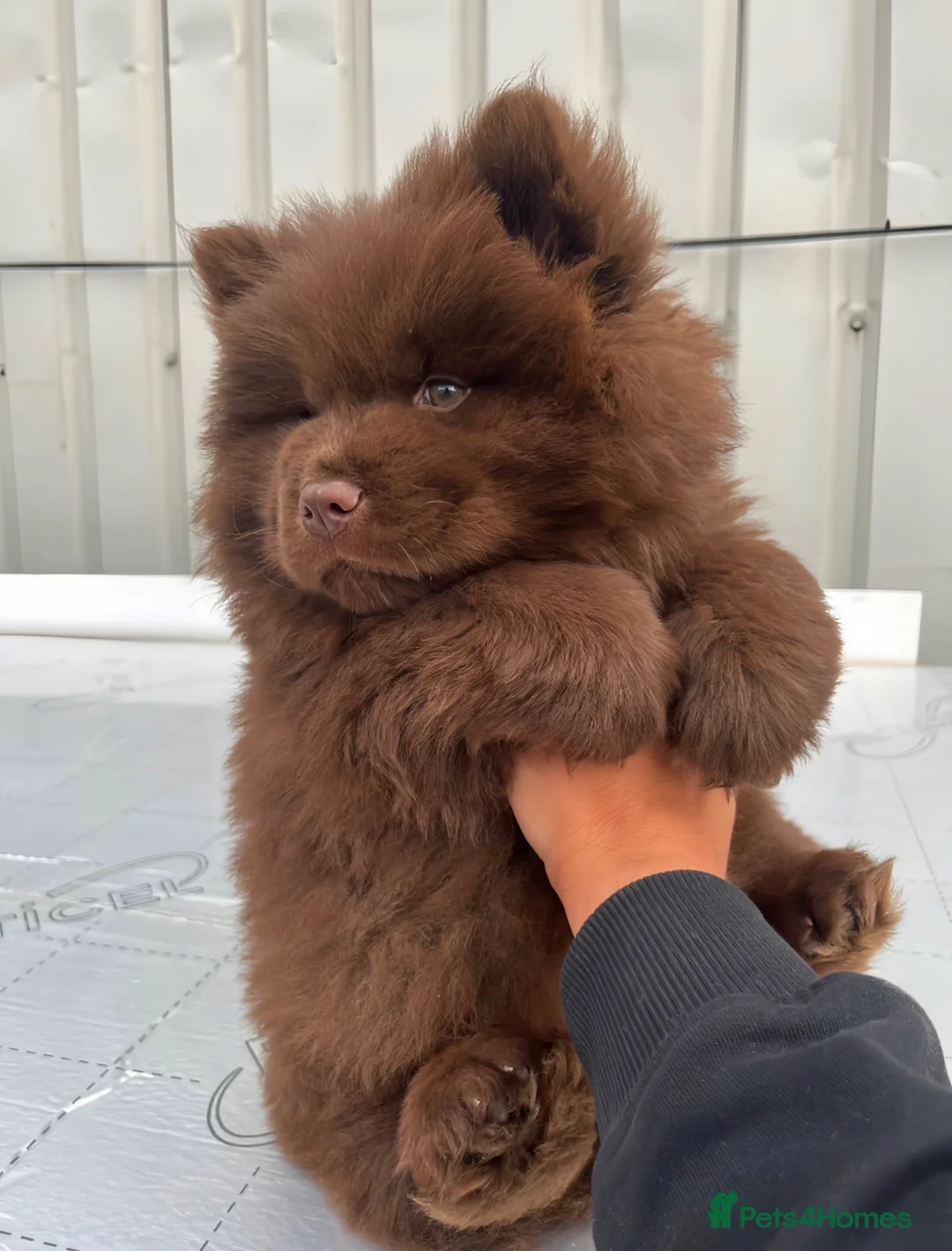 Chow Chow dogs for sale: Chocolate Baby Chow Chow  in London - Advert 1