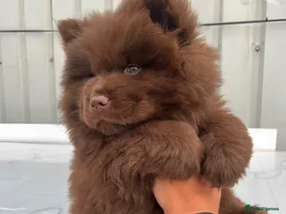 Chow Chow dogs Chocolate Baby Chow Chow - Advert 15