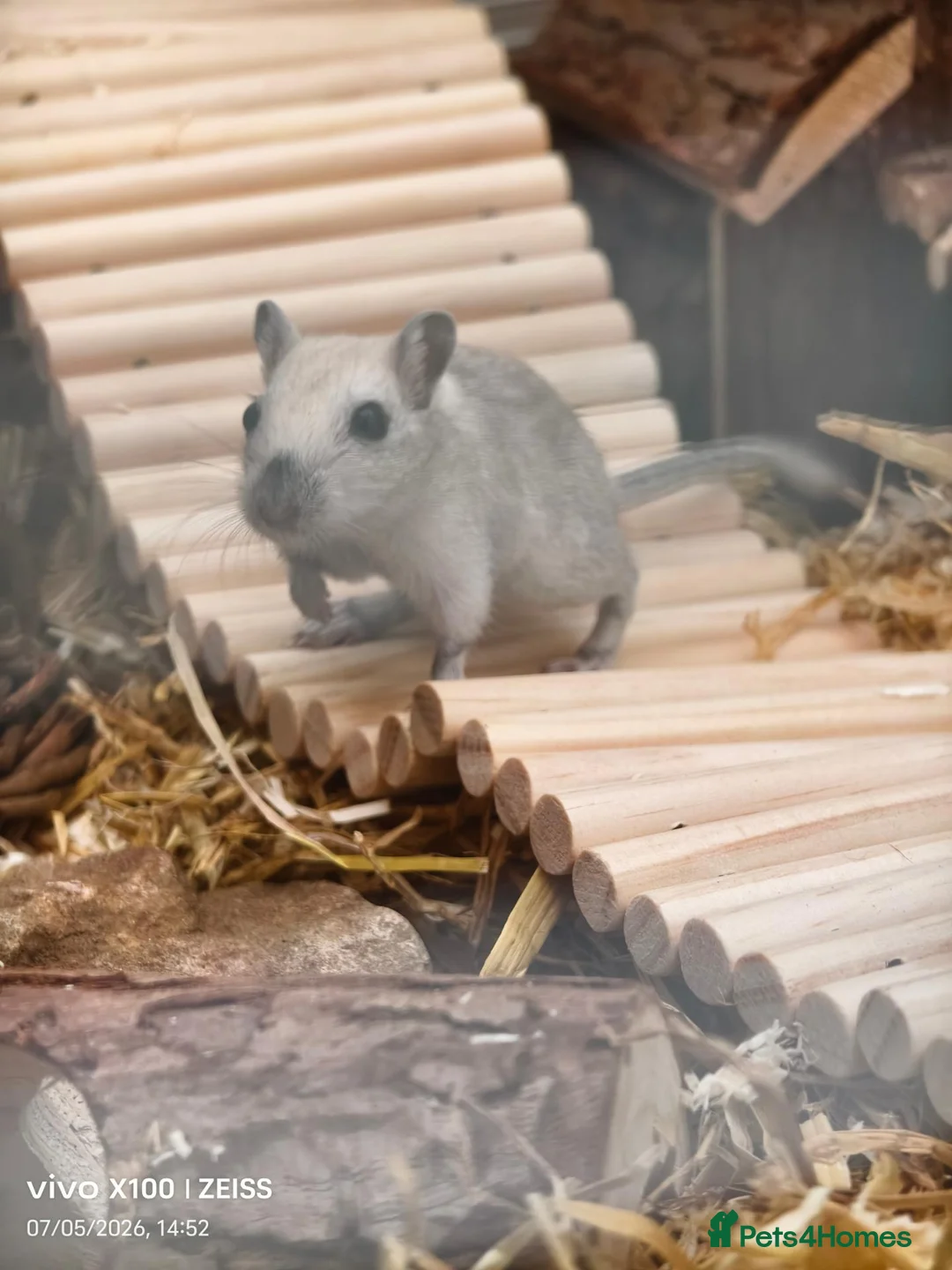 Gerbil rodents for sale: Two female gerbils for sale  - Advert 2