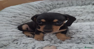 Dachshund dogs - Advert 3