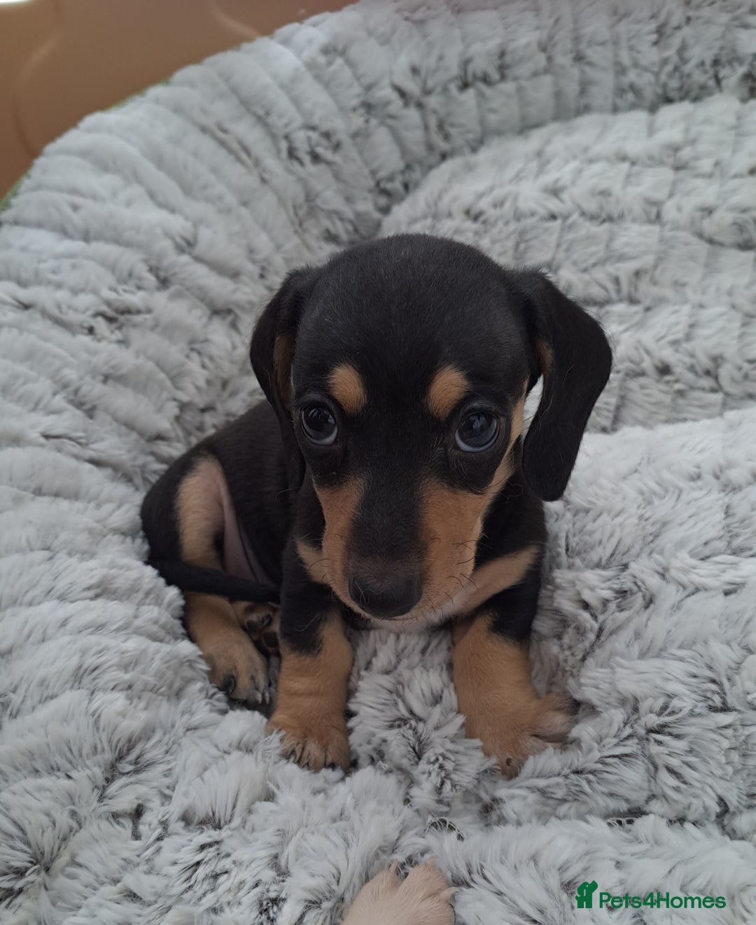 Dachshund dogs for sale: Miniature dachshund girls, cream & black and cream - Image 2