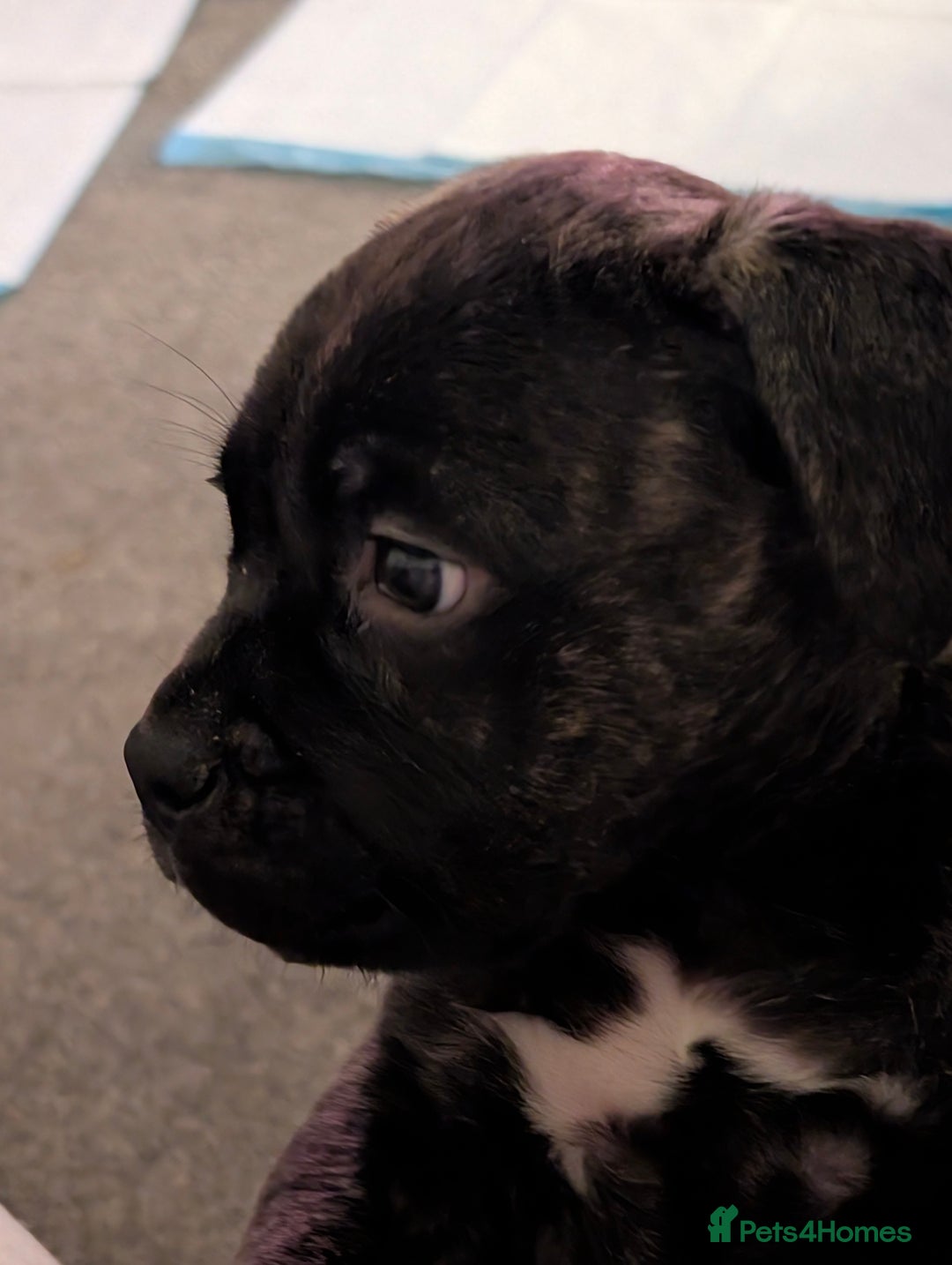 Mixed Breed dogs for sale: American pocket Corso puppies  - Advert 14