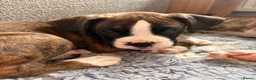 Boxer dogs for sale: 2 Boys remaining..... Bobtail Boxer Puppies - Advert 4