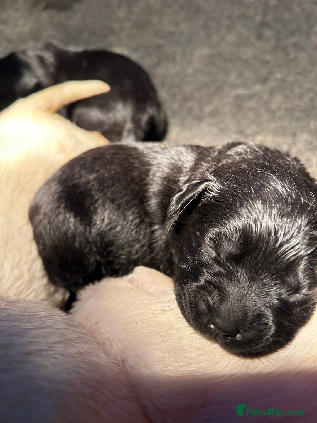 Labrador Retriever dogs for sale:  Kc reg Show type labrador puppies  - Advert 4